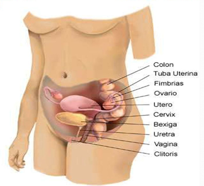 Geriatric Gynecology